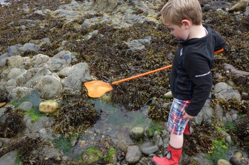 A young child rock pooling with a net in Pembrokeshire